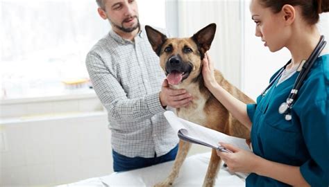 veterinario pontecagnano|I 40 migliori Veterinari a Pontecagnano Faiano